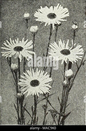 . Dreer's Mitte Sommer Liste 1923. Stockfoto