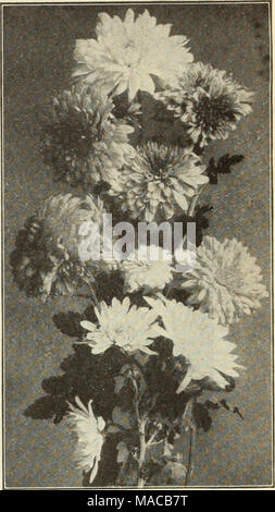 . Dreer der Großhandel Preisliste: Glühlampen für Floristen Pflanzen für Floristen Blumen Samen für Floristen Düngemittel, Fungizide, Insektizide, Geräte, etc. CAMPANULA MEDIUM (Canterbury Bells) POMPON CHRYSANTHEMEN Astilbe Arendsi. Diese neue Art von sehr kräftigen srowth, produzieren viele verzweigte, gefiederten Staats Blumen. 212 bis 3 Fuß hoch. Ceres. Feine, leichte Rose mit silbrigem Glanz. Juno. Starke aufrechte Schwaden von Deep violet Rose. Lachs Königin. Schönes Lachsrosa. Venus. Tief violett Rose. Vesta. Licht lila rose. Rosa Perle. Dichten Schwaden von zarten Rosa. 30 cts. Jedes; $ 3,00 pro Doz Stockfoto