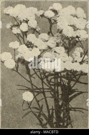 . Dreer der Großhandelspreis Liste der Samen Pflanzen und Blumenzwiebeln für Floristen: Düngemittel, Insektizide, Werkzeuge und Verbrauchsmaterialien. ACHILLEA PTARMICA FL. PL. UOULE DE NEIGE Achillea Millefolium (Schafgarbe). Boule de Nelge. Eine Verbesserung auf "Die Perle", mit Blumen von mehr perfekte Form, fuller Zentren und Reiner weiß; eine wertvolle Schnittblume. tl.OO pro dtz.; $ 7,00 pro 100. Pro doz. Pro 100 Boule d'Argent. 4-Zoll-Töpfe* 1 50 $ 10 00 Eupatorlum. Stark. 4-Zoll-Töpfe 85 600 Filipendula. . Starke, 3'/^"-Töpfe 85 6 00. Millefolium Roieum. 4 Zoll, Töpfe 85 6 00 Cerise Queen. 4-Zoll-Töpfe 85 6 00 Die Perle. 3-Zoll-Töpfe Stockfoto