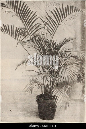 . Dreer der Großhandel Preisliste: Samen für Floristen Pflanzen für Floristen Glühlampen für Floristen Vegetable Seeds, Fungizide, Dünger, Insektizide, Geräte, Verbrauchsmaterialien, etc.. ARECA LUTESCENS Stockfoto