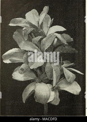 . Dreer der Großhandel Preisliste: Samen für Floristen pflanzen Samen von Gemüsen, Werkzeuge, Düngemittel, Verbrauchsmaterialien, etc.. Die GELBE CANNA, R. WALLACE Neue gelbe Calla. Frau Roosevelt. Bewundernswert für Out-door-anbau angepasst. In der offenen Grenze im Frühjahr gepflanzt, und in dem Fall kann in einem schlafenden Condi gespeichert werden- bereit, wieder im Frühjahr. Es ist bemerkenswert stark wachsenden und auch bei der Blüte, seine reiche, dunkle "grüne Blätter, die deutlich und frei getupft und gestromt mit Weiß, macht es zu einem auffälligen und attraktivsten Thema in den Garten. Pric Stockfoto