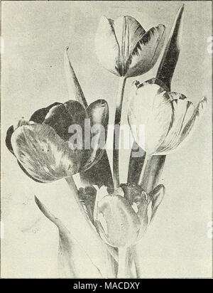 . Dreer der Großhandel Preisliste: 1908 Lampen Pflanzen saisonale Blumen- und Gemüsesamen, Düngemittel, Tools, etc., etc.. Ende GARTEN TULPEN Papagei Tulpen. Pro 100 Pro looo Konstantinopel. Der Orange carlet, gekennzeichnet mit schwarzen $ Ich oo $ 900 Cramoise Brillant. Brillante Carmine ...... ich 23 11 50 Lutea. Klare, gelbe, rote und grüne Federn. Ich 00 9 00 iVlarkgraaf. Gelb geflammt Scarlet i 30 12 00 Perfecta. Gestreift Gelb und Rot i Co 9 00 feinsten iUixed Parrot Tulpen. Alle Blumenzwiebeln. 75 650 Krokus. Während hauptsächlich für die Anpflanzung von Türen in Klumpen oder Linien oder im Gras verwendet werden, können Sie f verwendet werden. Stockfoto