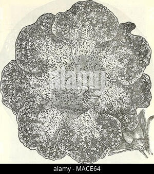 . Dreer der Großhandel Preisliste für 1905: blumensamen Dekorative hardy Garten Gewächshaus und anderen Pflanzen Zwiebeln Gemüse Saatgut, Werkzeug, Dünger, Insektizide, Verbrauchsmaterialien, etc.. Sechs einzelne GERANIEN von 1903-1904. Albion. Eine herrliche Reinweiß. Liberte. Weiße, stark mit Rose, rein weiße Markierung überlagert in der oberen Blütenblätter. M. Albert Pot' Tier. Hat große Traversen deutlich über dem foli-Alter, tiefes Purpurrot Purpur mit feurigen Rot geflammt. Maria PeSton. Ein herrliches Licht Lachs mit kleinen Dolden aber enorme Rundschreiben Röschen, einwandfrei in der Form. Phonographen. Enorme Binder in hellem rosa Blume Stockfoto