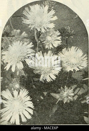 . Dreer der Großhandel Preisliste für 1905: blumensamen Dekorative hardy Garten Gewächshaus und anderen Pflanzen Zwiebeln Gemüse Saatgut, Werkzeug, Dünger, Insektizide, Verbrauchsmaterialien, etc.. Cyanea Stokesia (Mais Blume Aster) Tr. Pkt. Oz. Gräser, Zierpflanzen. Arundo Donax (Great Reed) Erianthus Ravenna (amerikanischen Pampa) Eulalia Japonica Variegata" "Zebrina Gynerium Argenteum (Pampas Gras) Stipa pennata Gypsophila Paniculata (Baby's Atem). Eine winterharte Staude, die feinen Nebel - wie Blumen sind sehr schön in den Blumensträußen. Acutifolia Helenium autumnale 'Lilac grandicephalum Striatum" cupreum Stockfoto