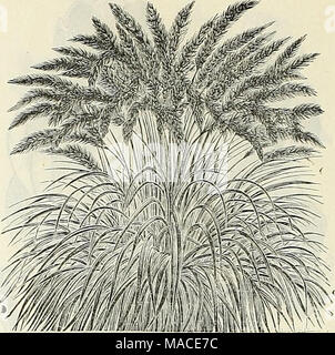 . Dreer der Großhandel Preisliste für 1905: blumensamen Dekorative hardy Garten Gewächshaus und anderen Pflanzen Zwiebeln Gemüse Saatgut, Werkzeug, Dünger, Insektizide, Verbrauchsmaterialien, etc.. PENNISETUM RUEPPELIANUM Kürbisse, Zierpflanzen. Flasche = geformt... Calabash oder Pendelarm. Weiße Ei Herkules' Club. Orange Birne = geprägt. Teller = Lappen oder Schwamm Serpent's Turk Turban. . Zucker Trog. Gemischte Sorten Oz. 15 15 15 10 Gräser, Zierpflanzen. Diese sind nun weitgehend in großen Betten sowie für einzelne Exemplare verwendet. Die Pennisetums sind eine der besten Pflanzen ein Bett von Cannas, Caladiums, oder anderen hohen Gr zu Kante Stockfoto