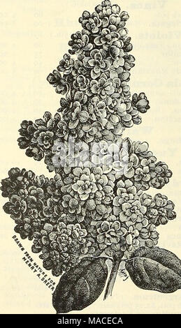 . Dreer der Großhandel Preisliste für 1904: blumensamen Dekorative hardy Garten Gewächshaus und anderen Pflanzen Lampen Werkzeuge, Düngemittel, Insektizide, Verbrauchsmaterialien, etc.. Stockfoto
