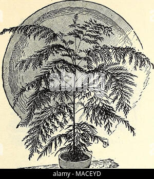 . Dreer der Großhandel Preisliste für 1903: Blumensamen, Blumenzwiebeln pflanzen Werkzeuge, Düngemittel, Insektizide, Verbrauchsmaterialien, etc.. GREVILLEA ROBUSTA Kürbisse, Zierpflanzen. Flasche = geprägt. Â Calabash oder Pendelarm. Weiße Eier. Herkules' Club. Â. Orange.... Pear = geprägt. Teller - Lappen oder Schwamm Serpent's Turk Turban. . Zucker Trog. . Gemischte Sorten. Oz. 0 $ 10 Gräser, Zierpflanzen. Diese sind nun weitgehend in großen Betten sowie für einzelne Exemplare verwendet. Die Pennisetums sind eine der besten Pflanzen ein Bett von Cannas oder andere hoch wachsenden Beetpflanzen. Tr.pkt Oz. Arundo Donax (Great Reed) Briza Haxi Stockfoto