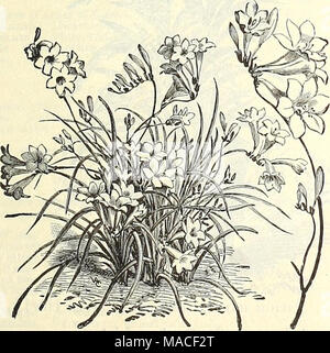 . Dreer der Großhandel Preisliste: Sommer Edition 1903 Juli bis August Pflanzen Lampen saisonale Blumen- und Gemüsesamen, Düngemittel, Tools, etc., etc.. Iris, Spanisch (i-HISPANICA). Dieses schöne Klasse ist nun ausgiebig für Schnittblumen verwendet; nicht hart zu zwingen, kann aber im April und Mai gebracht werden. Sie blühen in den offenen Boden im Juni. Die folgenden sind die beste und verschiedene Sorten: Pro 100 Pro 1000 Belle Chinoise, goldgelb 60?5 00 britische Königin, Pure White 60 5 00 Chrysolora, kanariengelb. - 60 5 00 Kaiser, dunkelblau 60 5 00 Louise, blasse pearl blue 60 5 00 Stockfoto