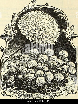 . Dreer der Großhandel Preisliste: blumenzwiebeln Pflanzen Blumensamen, Gemüsesamen, Gras, Saatgut, Dünger, Insektizide, Werkzeuge, etc. BELLIS PERENNIS - Doppel Schneeball. Aquilegia (akelei). Tr. pkt. Oz. Chrysantha. Gelb 0 $ 25 Si 00" Alba. Weiß. 25 Ich 00" verdoppeln. Doppel gelb, 17 cts. pro Pck. Coerulea. Blau und Weiß. . 30 2 00 Glandulosa. Lavendel und Weiße 30 Einzel, mixed. 10 15 Doppel, mixed 10 15 Arabis. Alpina. White Spring Flower 15 50 Armeria. Formosa (Meer Rosa oder Sparsamkeit) 10 25 Spargel. Wir haben eine schöne Bilanz der neV Erntegut Sprengeri auf der Hand. Neue Ernte Plumosus nanus wird keine Stockfoto