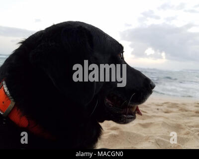 Schwarzer Retriever Hund trägt ein orangefarbenes Licht auf Hals und Zunge heraus, in der Abenddämmerung mit Blick auf den Pazifischen Ozean vor der Küste von Oahu, Hawaii hängen. Stockfoto