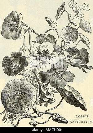 . Dreer der Großhandel Preisliste: Werkzeuge, Düngemittel, Insektizide, Verbrauchsmaterialien, etc.. LOBB' S KAPUZINERKRESSE. Adlumia cirrhosa {Allegheny Reben) Ampelopsis Veitchii {Boston oder Japanischen Efeu) lb, Â £ 1,50. Verticillatus, Hardy â ¢. . Ballon Weinstock {Cardiospermum) Bryonopsis laciniosa Kanarische Vogel Weinstock (Tropaohcm canariense). Centrosema grandiflora, kletterpflanze Clematis paniculata, der Japanischen Jungfrau bower große blühende Hybriden {Jackmani). . Cobiua scandens, Lila scandens Alba, während..:'"'.... Coccinea Indica, Kletterer Convolvulus große, gemischte {Morning Glory) lb. 35 cts große Doppelzimmer â¢â¢ Cypress Vi. Stockfoto