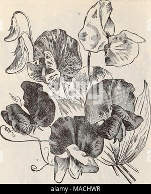 . Dreer der Großhandel Preisliste/Henry A. Dreer. . Zuckererbsen. Alice Eckford, ciyamy weiß, rosa getönt. Apple Blossom, Erröten und Rosa.... Aurora, weiß, geflockt mit orange Lachs. Blanche Fähre, Rosa und tvhite Blanche Fähre, extra früh, Rosa und Weiß Rot Schönheit, solide rosa Schmetterling, weiß umrandete Lavendel Kapitän Clarke, Rot, Weiß und Blau Kapitän der Blues, blau. Faszination, Rosa Lila.... Coquette, zarte Primel, getönt blush Gräfin von Radnor, zarten Lavendel. Gräfin von Aberdeen, blasse Blush Pink. Crown Jewel, cremige weiße Rose geädert. " Rosa (A 'tT' Wenn/ZV), p Stockfoto