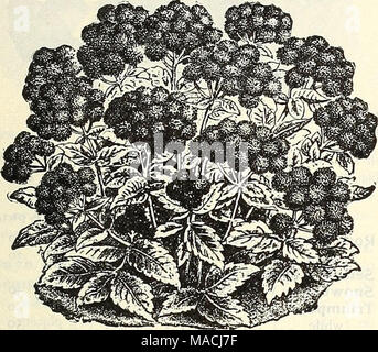 . Dreer der Großhandel Preisliste für 1901: Blumensamen, Blumenzwiebeln, aquatics, pflanzen Samen von Gemüsen, Werkzeuge, Arbeitsgeräte, Düngemittel, etc., etc.. Aqebatum, 'sCope Pkt. Tr. pkt. Oz. Abronia arenaria, ^^Z/ow 15 50 umbellata, lila 10 20 Abutilon, Erlesensten 50 4 00 Acacia gemischt, gemischte 10 15 Achillea ptarmica, Weiss, Hardy.... 25 3 00 Aconitum napellus [Eisenhut).... 20 60 Acroclinium, einzigen gemischten "1 in Ordnung. 10 15 Doppel mixed. . (Everlastings. 10 15 Adlumia cirrhosa {Allegheney Reben).... 15 50 Adonis aestivalis [Mas Adonis) lo Aeschynanthus, Co-pe-Fei, dwar/esitthte, J?ne 6 edder 15 35 Blau Stockfoto