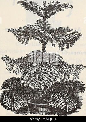 . Dreer der Großhandel Preisliste: Sommer Ausgabe Juli bis August 1901 Pflanzen Lampen saisonale Blumen- und Gemüsesamen, Düngemittel, Tools, etc., etc.. ARAUCARIA EXCELSA Anthnri - Anis. Andreanum Hybriden. Eine feine Menge Sämlinge in 5-Zoll-Töpfe, verschiedene Farben. Scherzerianum. 1.00. Brillante Scarlet. 75 Cent. Album. Weiß. $ 1,00. Rothschildianum. Creamy white spot - ted Crimson. ^ 1,50. Sanguineum. Crimson. 75 Cent^ Araucaria! Excelsa. (Norfolk Island Pine.) Unser Bestand dieser ist außergewöhnlich groß, insbesondere in kleinen und mittleren Größen, für die es immer eine starke Stockfoto