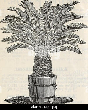 . Dreer der Großhandel Preisliste herbst Ausgabe September bis Dezember 1900: saisonale Blumen Gemüse Saatgut, Düngemittel, Werkzeuge, etc. Cycas Revoldta. Camellia japonica. Eine feine Menge buschig, gut Pflanzen in 12 verschiedenen Sorten abgezweigt. 5 Zoll Töpfe, 15 Zoll hoch, $ 6,00 pro dtz.; $ 45,00 pro 100 6" 18 zu 24 "10,00 "75,00 "Carex Japonica Variegata. Eine vorzüglich anmutige Neue japanische Gras mit schlanken grünes Laub, umrandete weiße. 75 cts. Pro dtz.; $ 6,00 pro 100. Clivia Miniatum. Feine starke Pflanzen im 6cm Töpfe, von einem wählen Sie Belastung der Sämlinge. 50 cts. Jedes; $ 5,0 Stockfoto