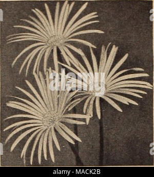 . Dreer der Großhandel Katalog für Floristen und Gärtner: Winter Frühling Sommer 1942. Gerbera Gerbera Jamesonl Jamesoni Transvaal oder Barberton Daisy Double-Flowering-Hybriden, einer herrlichen Auswahl la Gemischte Farben. 3-Zoll-Töpfe, 43 c Jeder; $ 40,00 pro 100. Single-Flowering" Hybriden. Eine Mischung aus vielen Farben. 3-Zoll-Töpfe 28 c Jeder; $ 25.00 pro 100. Efeu - Hedera conglomerata 1% Zoll Töpfe 8 c Jeder; $ 7,00 pro 100. 2-Zoll-Töpfe 12 c Jeder; $ 10,00 pro 100. Heart-Shaped Efeu - Hedera cordata 1% Zoll Töpfe 8 c Jeder; $ 7,00 pro 100. 2-Zoll-Töpfe 12 c Jeder; $ 10,00 pro 100. Hardy Efeu 2-Zoll Töpfe, 2 pl Stockfoto