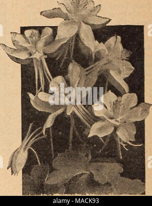 . Dreer der Großhandel Katalog für Floristen und Gärtner: Winter Frühling Sommer 1942. Dies produziert. Akelei, Aquilegia Long-Spurred Dreer's - der Columbine Dreer Long-Spurred Columbines Belastung ist zweifellos die besten Die Pflanzen werden von starken thrifty Wachstum Blumen der größte Größe, in unterschiedlichen Farben in Creme, Rosa, Lila, Blau, Weiß, Rot, etc. Handel pkt. Chrysantha (Golden angetrieben). Goldgelb. 3-4 ft 0 $ 40 Copper Queen. Kupfer Rot mit Strohgelber Corolla. 2 Yz ft Crimson Star. Edle purpurrot äusseren Blütenblätter und Pure White Center. 1% ft. groß. Y&amp; Oz. $ 1,50; Yi oz. $ 2,5 Stockfoto