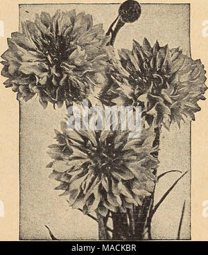 . Dreer der Großhandel Katalog für Floristen und Gärtner: Winter Frühling Sommer 1942. Dreer die besondere Belastung der Ultra-Double Centaurea cyanus - Kornblume eine bemerkenswerte neue Belastung, die 1 b verpflichtet, den alten Typ so bald wie Floristen es gesehen haben, austauschen. Formen mit schönen, großen, voll gefüllten Blüten von außergewöhnlicher Schönheit. Die Pflanzen wachsen 2 Fuß hoch. Black Boy. Eine feine Deep Purple. Bine Junge. Die typische Kornblumenblau. Pinkie. Ein sehr charmantes rosa Farbton. Bed Boy. Ein ungewöhnlich auffällig leuchtend rot. Schneemann. Elegante rein weißen Blüten. Alle oben genannten Optionen: Tr. pkt. 15 c; Oz. 40 c; % lb. $ 1,35. Ultra-Double F Stockfoto