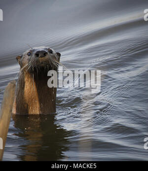 River Otter. Wanderer auf San Joaquin National Wildlife Refuge des Pelican Naturlehrpfad kann durch einen Fluss otter Knallen aus dem San Joaquin River überrascht werden. - Stockfoto