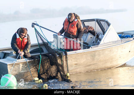 Sacramento-San Joaquin River Delta. Spezielle Delta roch Dürre Überwachung von Operationen in der Nähe von Rio Vista, CA 2-2 2015 Stockfoto