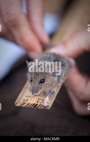 Salzwiesen Ernte Maus. Gefährdete Salt Marsh Ernte Mäuse sind kritisch auf dichte Abdeckung abhängig und ihr bevorzugter Lebensraum ist pickleweed in Gezeiten Sümpfe gefunden. Stockfoto