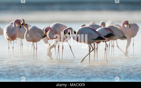 Eine malerische Bild einer Gruppe von James Flamingos im Morgen Dampf Nebel auf einen wunderschönen Sonnenaufgang mit einem weichen contralight an der Laguna Colorada, Bolivien Stockfoto