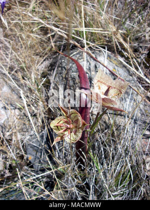 Tiburon Mariposa Lily. Die Sacramento Fisch und Tierwelt Büro ist derzeit den Status des bedrohten Tiburon Mariposa Lily. (Juni 2011) Diese Blume blüht jetzt und kann am Ring Berg erhalten. Die Konserve ist ein etwa 400 Hektar großen Grundstück, das von der Nature Conservancy 1982 erworben wurde es von der geplanten Entwicklung zu speichern. Es wurde später von TNC zur Grafschaft übertragen. Dank der Bemühungen von TNC, die Lilie wurde downlisted durch CDFG 1987 bedroht (die erste Anlage, die von der Staatlichen downlisted zu sein). Stockfoto