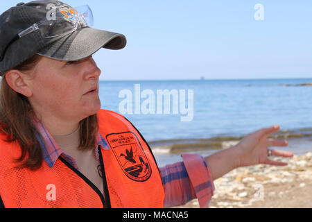 Uns Fisch und Wildlife Service Biologe Jenny Marek arbeitet neben. Us-Fisch und Wildlife Service Biologe Jenny Marek arbeitet neben Schäden an den natürlichen Ressourcen Bewertung Treuhänder zu bewerten und Daten aus dem Refugio Ölpest, die helfen, zukünftige Wiederherstellungbemühungen entlang der Gaviota Küste informieren zu analysieren. Stockfoto