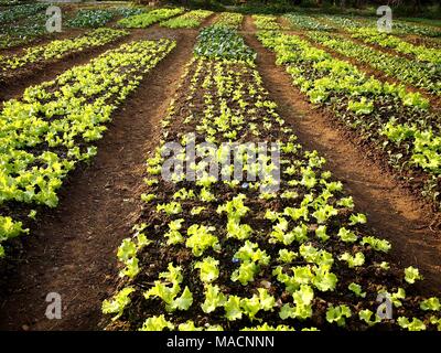 Foto von Kopfsalat Anlage in einer Farm Stockfoto