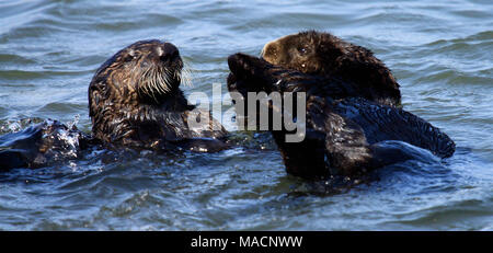 Entwöhnung Alter. Durch die zeit Sea Otter pups Entwöhnung erreichen Alter um sechs Monate, sind Sie fast die gleiche Größe wie ihre Mütter. Stockfoto