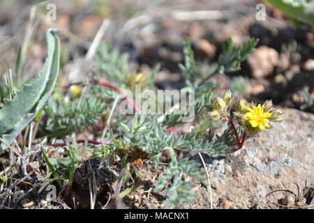 Webber ivesia. Webber (ivesia Ivesia webberi) ist ein Mitglied der Familie der Rosengewächse. Es ist eine geringe Verbreitung, mehrjährig forb ca. 10 cm lang mit grünlich-graue Laub und Dunkelrot, drahtige Stiele. Die Blätter sind meist rund um die Basis der Stiele geclustert, mit vier bis acht Paare von Broschüren, die sich an der Spitze voll, und in der Regel mit langen, seidigen grauen Haaren bedeckt. Die Blütezeit beginnt in der Regel im Mai und erstreckt sich bis Juni. Die kleine helle gelbe Blumen treten in Gruppen. Die ganze Anlage wird rötlich-spät in der Saison getönt. Diese Pflanze kommt in Washoe und Douglas in den Grafschaften i Stockfoto