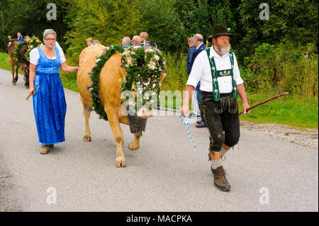 Traditionelle und jährliche Fahren auf eine Herde von Kühen mit Hirten in traditioneller Kleidung zurück von Alm zu den stabilen eines Bauernhauses in der r Stockfoto