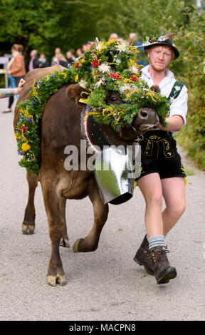 Traditionelle und jährliche Fahren auf eine Herde von Kühen mit Hirten in traditioneller Kleidung zurück von Alm zu den stabilen eines Bauernhauses in der r Stockfoto