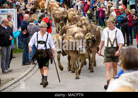 Traditionelle und jährliche Fahren auf eine Herde von Kühen mit Hirten in traditioneller Kleidung zurück von Alm zu den stabilen eines Bauernhauses in der r Stockfoto