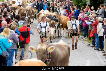 Traditionelle und jährliche Fahren auf eine Herde von Kühen mit Hirten in traditioneller Kleidung zurück von Alm zu den stabilen eines Bauernhauses in der r Stockfoto