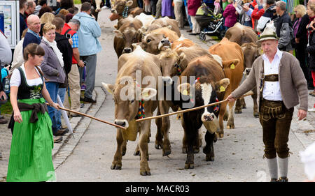 Traditionelle und jährliche Fahren auf eine Herde von Kühen mit Hirten in traditioneller Kleidung zurück von Alm zu den stabilen eines Bauernhauses in der r Stockfoto