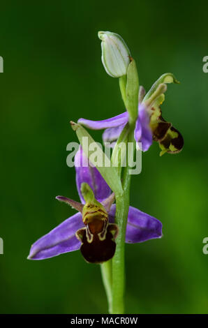 Portrait von Bienen-ragwurz in Blume Stockfoto