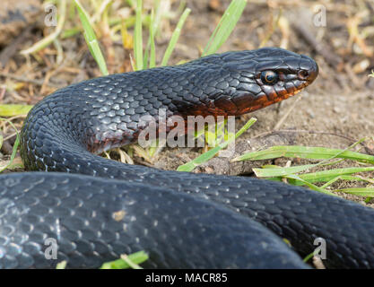 Erwachsene, groß, Schwarz Peitsche Schlange (Dolichophis jugularis) auf der griechischen Insel Kos Stockfoto