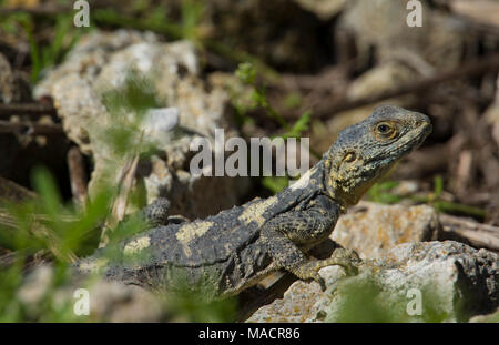 Starred Agama (Laudakia stellio) auf dem Dodekanes Insel Kos Griechenland Stockfoto