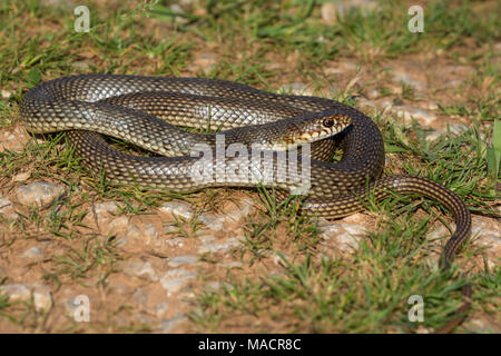 Nach Kaspischen Peitsche Schlange (Dolichophis caspius) auf der griechischen Insel Kalymnos Stockfoto