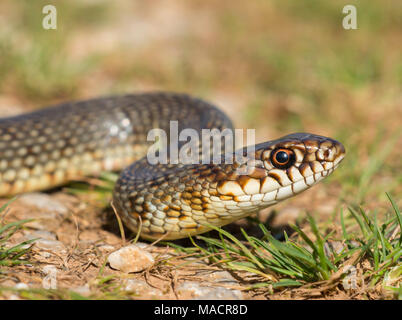 Nach Kaspischen Peitsche Schlange (Dolichophis caspius) auf der griechischen Insel Kalymnos Stockfoto