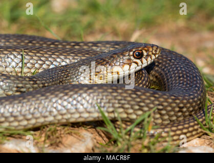 Nach Kaspischen Peitsche Schlange (Dolichophis caspius) auf der griechischen Insel Kalymnos Stockfoto