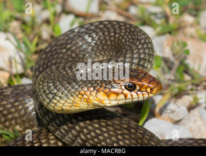 Nach Kaspischen Peitsche Schlange (Dolichophis caspius) auf der griechischen Insel Kalymnos Stockfoto