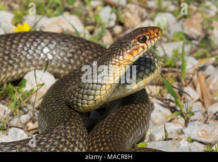 Nach Kaspischen Peitsche Schlange (Dolichophis caspius) auf der griechischen Insel Kalymnos Stockfoto