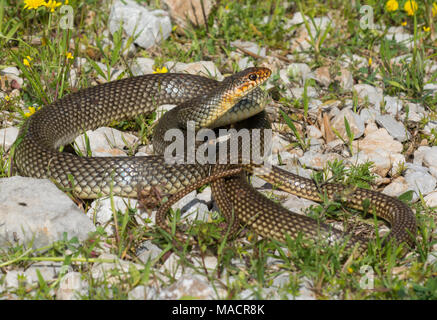 Nach Kaspischen Peitsche Schlange (Dolichophis caspius) auf der griechischen Insel Kalymnos Stockfoto