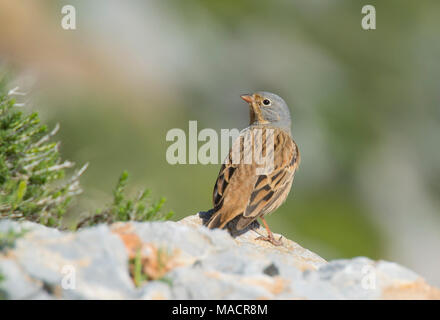 Männliche Cretzschmar's Bunting (Emberiza caesia) Dodekanes Insel Kos Griechenland Stockfoto