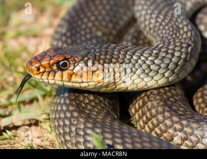 Nach Kaspischen Peitsche Schlange (Dolichophis caspius) auf der griechischen Insel Kalymnos Stockfoto