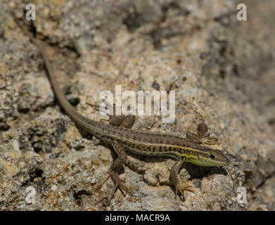 Snake-eyed Lizard oder Snake-eyed Lacertid (Ophisops elegans) auf dem Dodekanes Insel Kos Griechenland Stockfoto