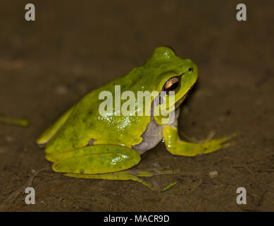 Östlichen Laubfrosch (Hyla orientalis) Dodekanes Insel Kos Griechenland Stockfoto