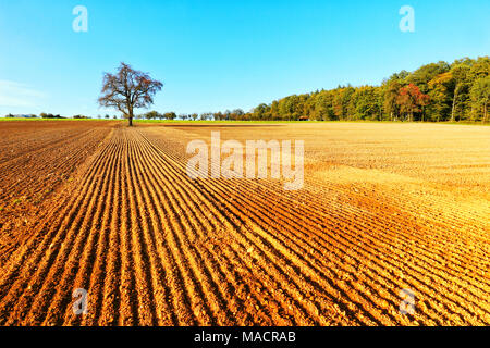 Ein Baum auf einem Feld in Hohenlohe, Baden-Württemberg, Deutschland, Europa Stockfoto